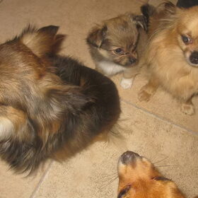 Familie!!! Vito, Wolfje en Taiga en neus van Vjuga!