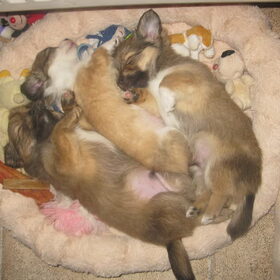 drie broertjes!!! In volgorde: Storm, Tyson, Wolf!