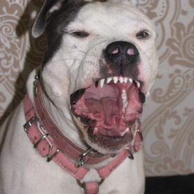 gggrrrr gaap