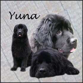 Collage van Yuna (With thanks to judith)!