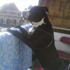 Hondenfoto van Melissa---Rocco&Lady