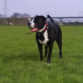 Hondenfoto van Melissa---Rocco&Lady