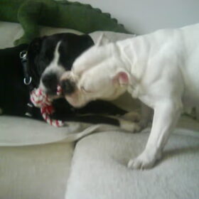 Hondenfoto van Melissa---Rocco&Lady