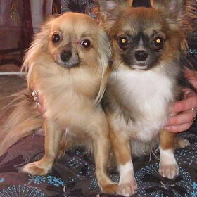 Moeder van puppies Taiga 2kg.300gr en de vader Vito 2kg.400gr.
