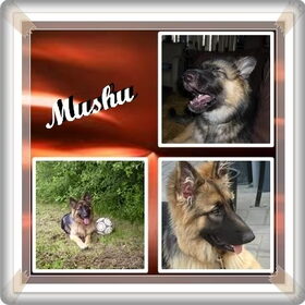 Hondenfoto van ~~Michelle&Mushu~~