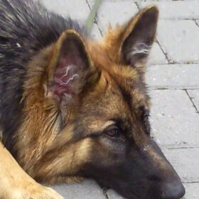 Hondenfoto van ~~Michelle&Mushu~~
