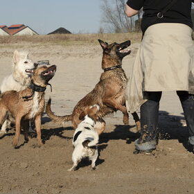 Hondenfoto van De Mecheltjes clan