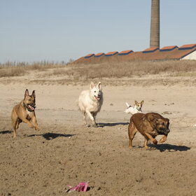 Hondenfoto van De Mecheltjes clan
