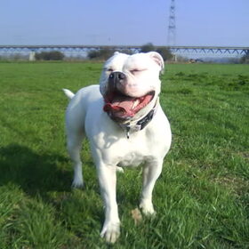 Hondenfoto van Melissa---Rocco&Lady