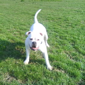 Hondenfoto van Melissa---Rocco&Lady