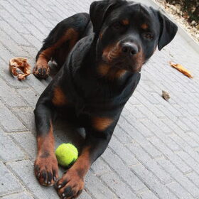 Hondenfoto van Hannie met Beer en Chelsea