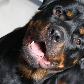 Hondenfoto van Hannie met Beer en Chelsea