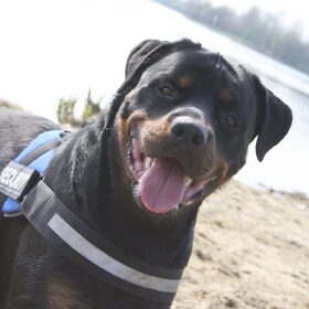 Hondenfoto van Hannie met Beer en Chelsea