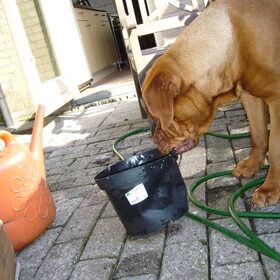 Ik vind het altijd fijn, als mijn baasjes bezig zijn in de tuin…