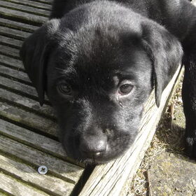 Remy als puppy