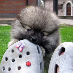 Njummy crocs