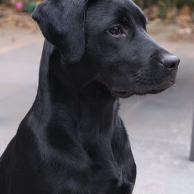 Onze mooie Remy!