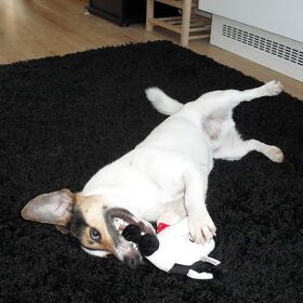 Knuffelkoe.