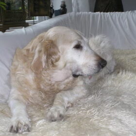 Simba vanochtend 31 maart XXX