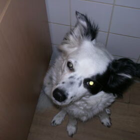 Flipse wacht op iets lekkers...XXX