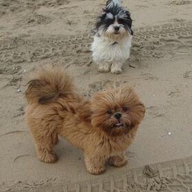 Op Zandvoort