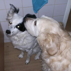 Samen,flippie en simmie wachtend op dat lekkers, voor de eerste…