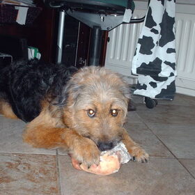Hondenfoto van liesbeth,Turbo,Luna, Levi en Faith