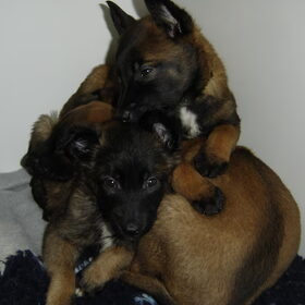 Hondenfoto van Janet & Boxers