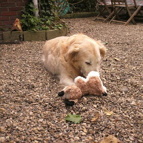 Simba 's nieuwe knuffel XXX