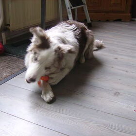 Djuna de wortel eter haha
