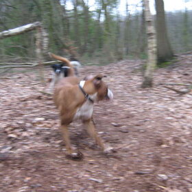 actie in het bos!