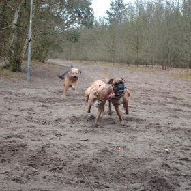Hondenfoto van liesbeth,Turbo,Luna, Levi en Faith