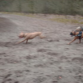 Hondenfoto van liesbeth,Turbo,Luna, Levi en Faith