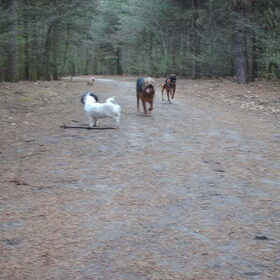 Hondenfoto van liesbeth,Turbo,Luna, Levi en Faith