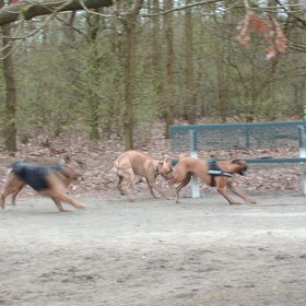 Hondenfoto van liesbeth,Turbo,Luna, Levi en Faith
