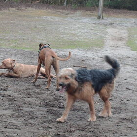 Hondenfoto van liesbeth,Turbo,Luna, Levi en Faith