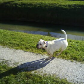 Hondenfoto van Melissa---Rocco&Lady