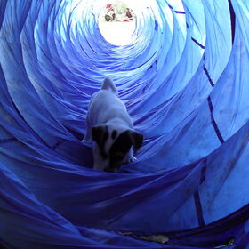 Puppy Melo in de tunnel. Hij ging er vol enthousiasme doorheen…