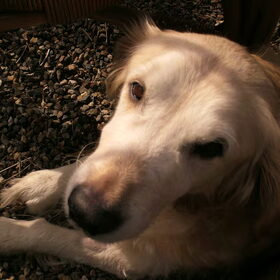 Simba vanmiddag, moppie XXX
