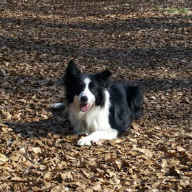 Knappe Taz