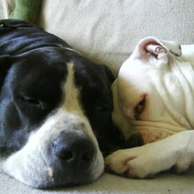 Hondenfoto van Melissa---Rocco&Lady