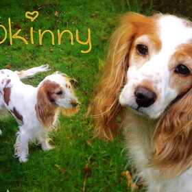 Hondenfoto van Liesbeth/Skinny