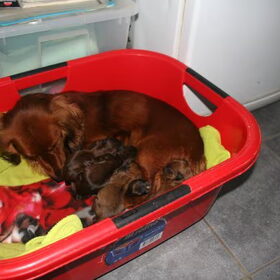 Mama Jap met haar 6 pupjes.