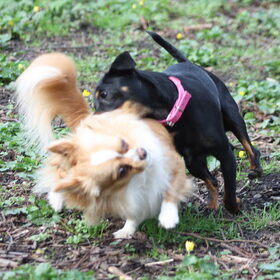 Spelen: Kleine hondenwandeling 3/4/11