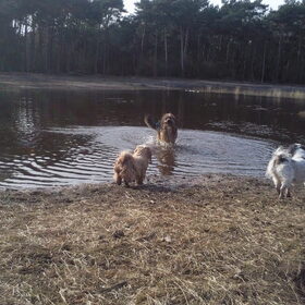Hondenfoto van liesbeth,Turbo,Luna, Levi en Faith