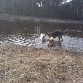 Hondenfoto van liesbeth,Turbo,Luna, Levi en Faith