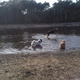 Hondenfoto van liesbeth,Turbo,Luna, Levi en Faith