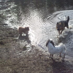 Hondenfoto van liesbeth,Turbo,Luna, Levi en Faith