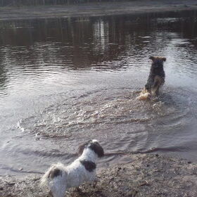 Hondenfoto van liesbeth,Turbo,Luna, Levi en Faith