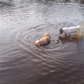 Hondenfoto van liesbeth,Turbo,Luna, Levi en Faith